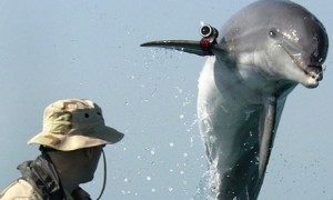 FactsaboutDolphins
