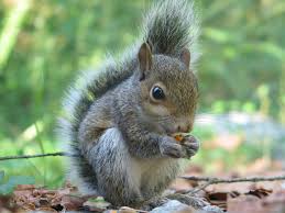 WildAnimalswewishcouldbeDomesticate