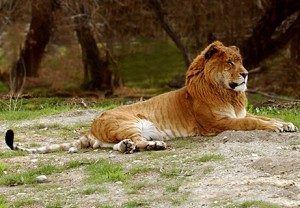 TopVeryInterestingFactsaboutTigers