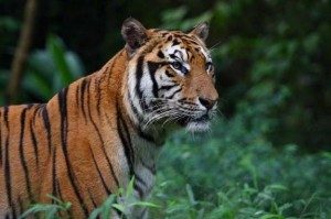 TopVeryInterestingFactsaboutTigers