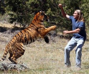 TopVeryInterestingFactsaboutTigers