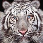 TopVeryInterestingFactsaboutTigers