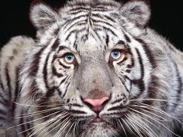 TopVeryInterestingFactsaboutTigers