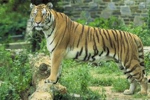 TopVeryInterestingFactsaboutTigers