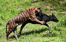 TopVeryInterestingFactsaboutTigers