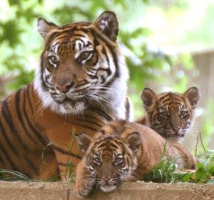 TopVeryInterestingFactsaboutTigers