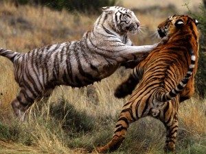 TopVeryInterestingFactsaboutTigers
