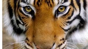 TopVeryInterestingFactsaboutTigers
