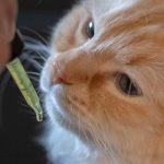 CBD Oil for Cats vs Dogs