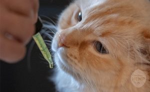 CBD Oil for Cats vs Dogs