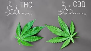Are You in Stress ? Then Use Vegan CBD (CANNABIDIOL) Products